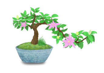 睡蓮木の盆栽（草と苔）涼しげな青い鉢の和モダンなスタイル