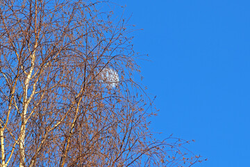 Birch branches on the background of the moon and the spring blue sky