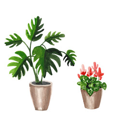 Fototapeta na wymiar Indoor plants, watercolor set, monstera and cyclamen.