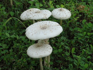 White mushrooms on the grass