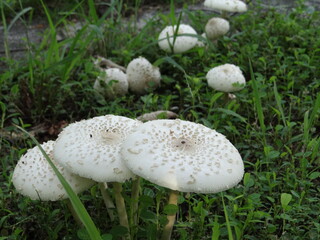 White mushrooms on the grass