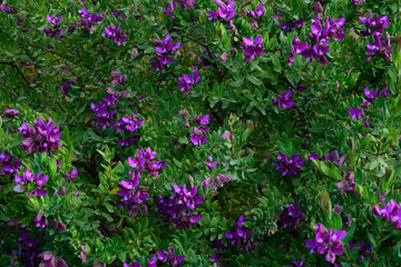 Shrub with beautiful lilac flowers