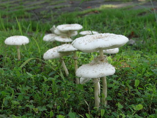 White mushrooms on the grass