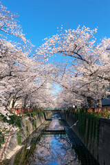 Fototapeta na wymiar 桜のトンネル