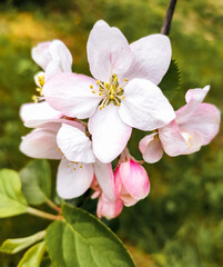 Naklejka na ściany i meble Blooming flowers of apple tree, spring flower.