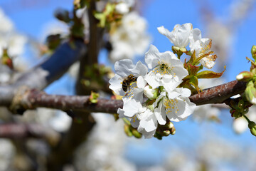 bee collecting pollen on flowering cherry or Cerasus in spring