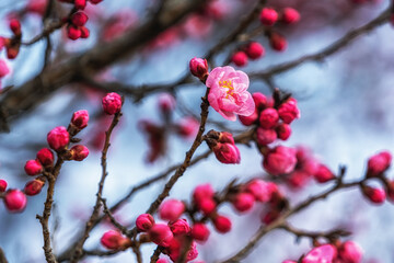 Prunus mume flower pink