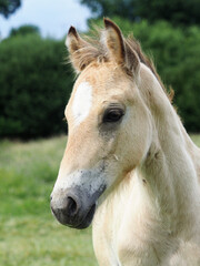 Obraz premium Cute Welsh Foal