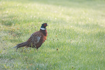 Ring-Necked Pheasant in the grass