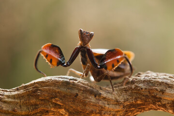 The Other Spesies of Mantis : Astyliasula phyllopus