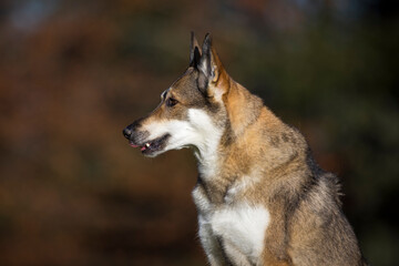 Schäferhund Mischlingshündin im Herbst auf der Wiese, Österreich