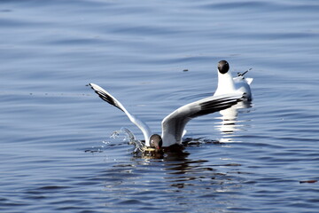 Seagulls