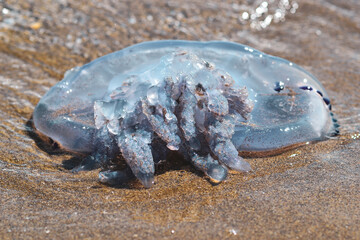 Blue jellyfish in sea foam