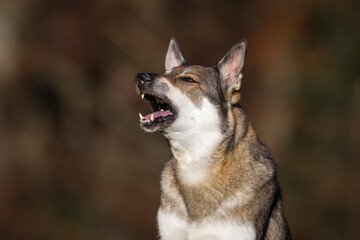 Schäferhund Mischlingshündin im Herbst auf der Wiese, Österreich