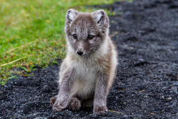 Arctic fox closeup, Iceland, Europe