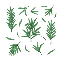 Set of fresh branches and leaves of rosemary