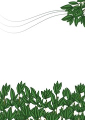 Obraz premium Branches and leaves of fresh thyme