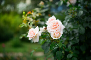 Beautiful rose in the garden