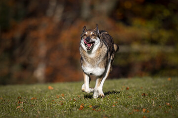 Sch&auml;ferhund Mischlingsh&uuml;ndin im Herbst auf der Wiese, &Ouml;sterreich