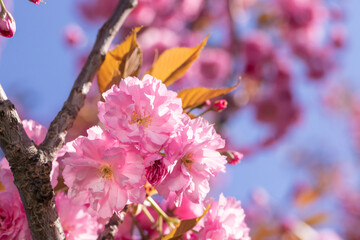Obraz premium Spring tree with sakura pink flowers.