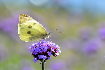 butterfly on flower