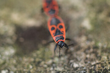 red pyrrhocoris apterus macro photo