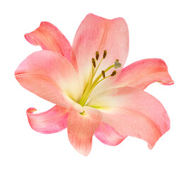 Fototapeta na wymiar Pink Lily flower isolated on white background. Beautiful tender Lilly.
