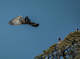 paloma volando