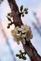 Tree blossom