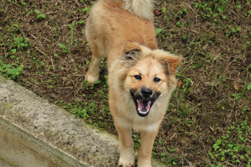 cute eurasier yellow dog photo