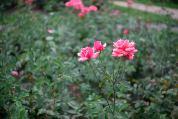 Obraz na płótnie Canvas Beautiful rose in the garden
