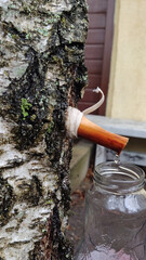 The spring gathering of birch sap in a bottle