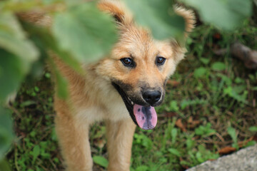 cute eurasier yellow dog photo