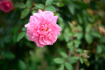 Beautiful rose in the garden