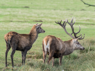 Male and Female Red Deer Standing in a Field