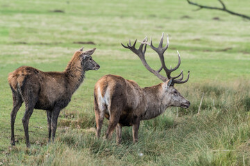 Male and Female Red Deer Standing in a Field