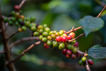 Ripe Red coffee bean berry plant fresh seed coffee tree growth in green eco organic farm. Close up red ripe seed robusta arabica berries harvest for  coffee garden. Fresh coffee bean green leaf bush