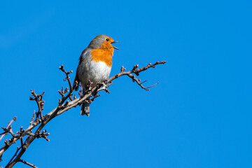 European Robin Perched on a Tree