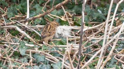 Female Sparrow Collecting Nesting Material