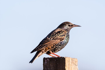 Iridescent Starling Standing on a Fence Post