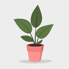 Houseplant in pot isolated.  Vector flat style illustration
