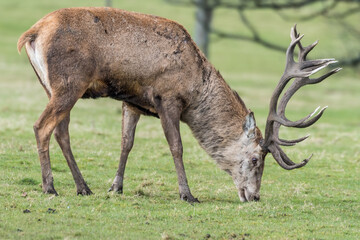 Red Stag Deer Feeding on Grass