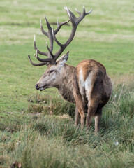 Red Stag Deer Feeding on Vegetation in Wet Grass