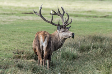 Red Stag Deer Feeding on Vegetation in Wet Grass