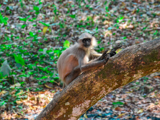 Indian Black Faced Long Tailed Gray Langur Monkey sitting on the Tree