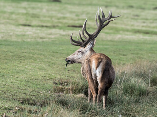 Red Stag Deer Feeding on Vegetation in Wet Grass