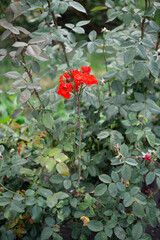 Beautiful rose in the garden