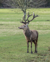 Red Stag Deer Standing in a Field