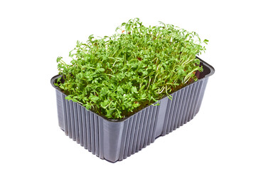 Organic cultivation of micro-greenery close-up. watercress salad. Healthy lifestyle. Growing food at home.