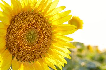 Obraz premium Field of sunflowers. Combine is working in the field. Harvester and summer landscape Sunset